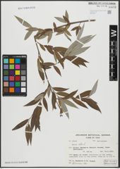 Foto von Salix alba L.